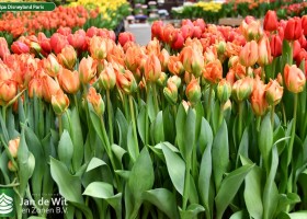 Tulipa Disneyland Paris (2)